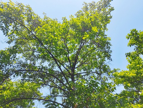 deciduous, tree wallpapers