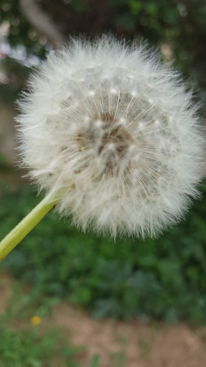 çiçek