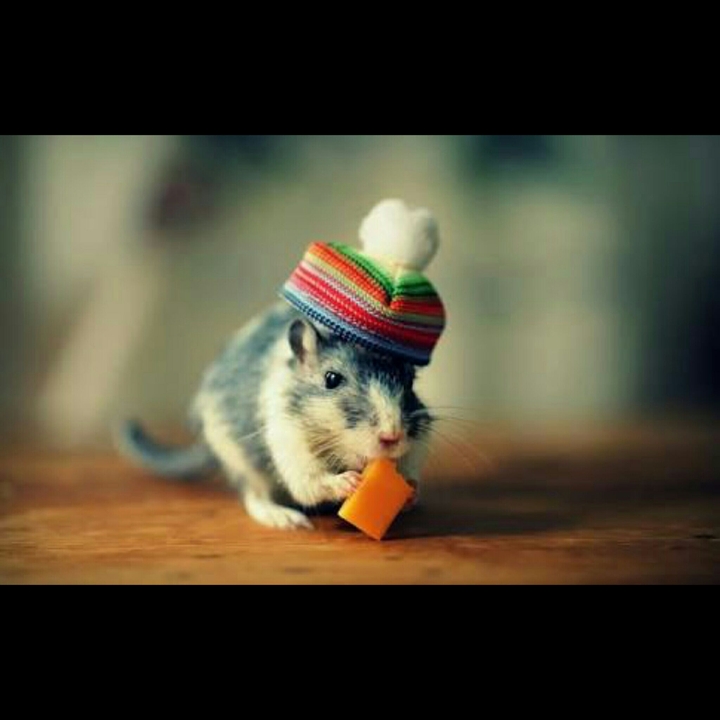 cute mouse