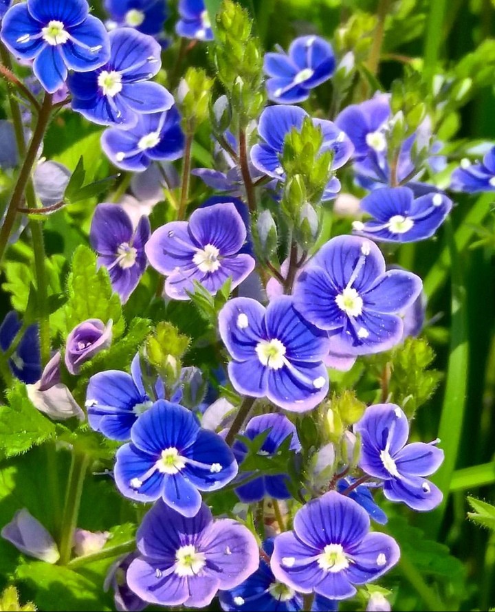 little blue flowers