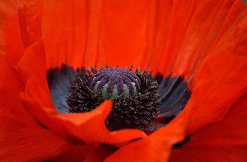 tapety red, flower