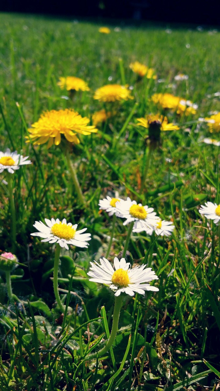 Flowers