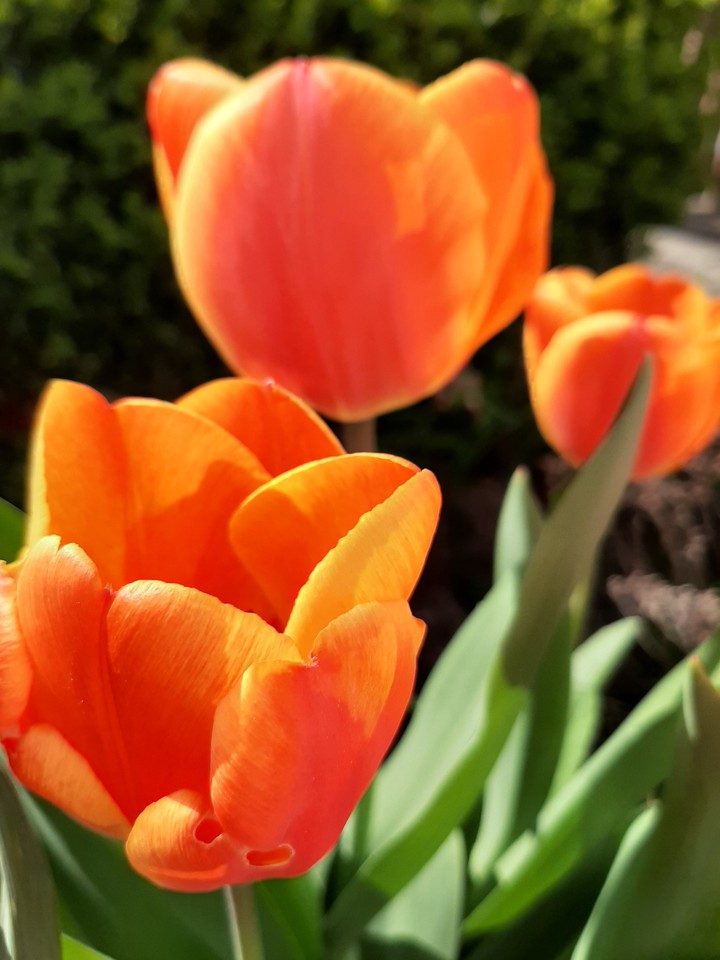 tulpen power