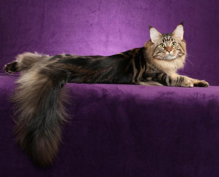 Cat on a purple background