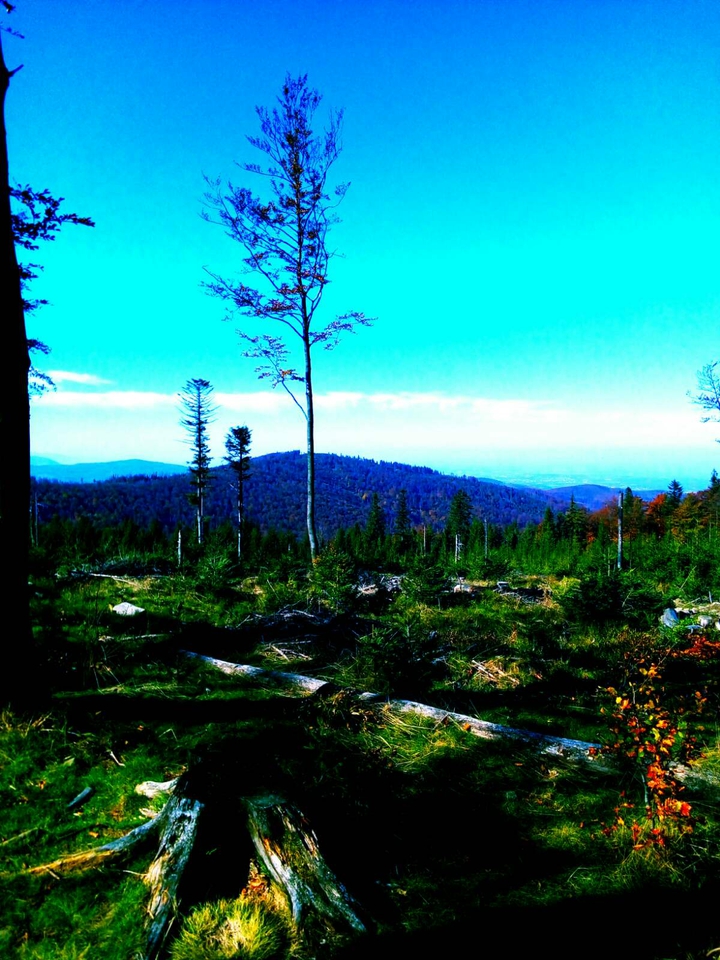 Forest