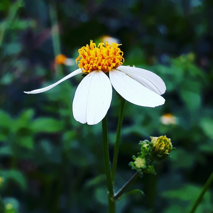 Wild flowers