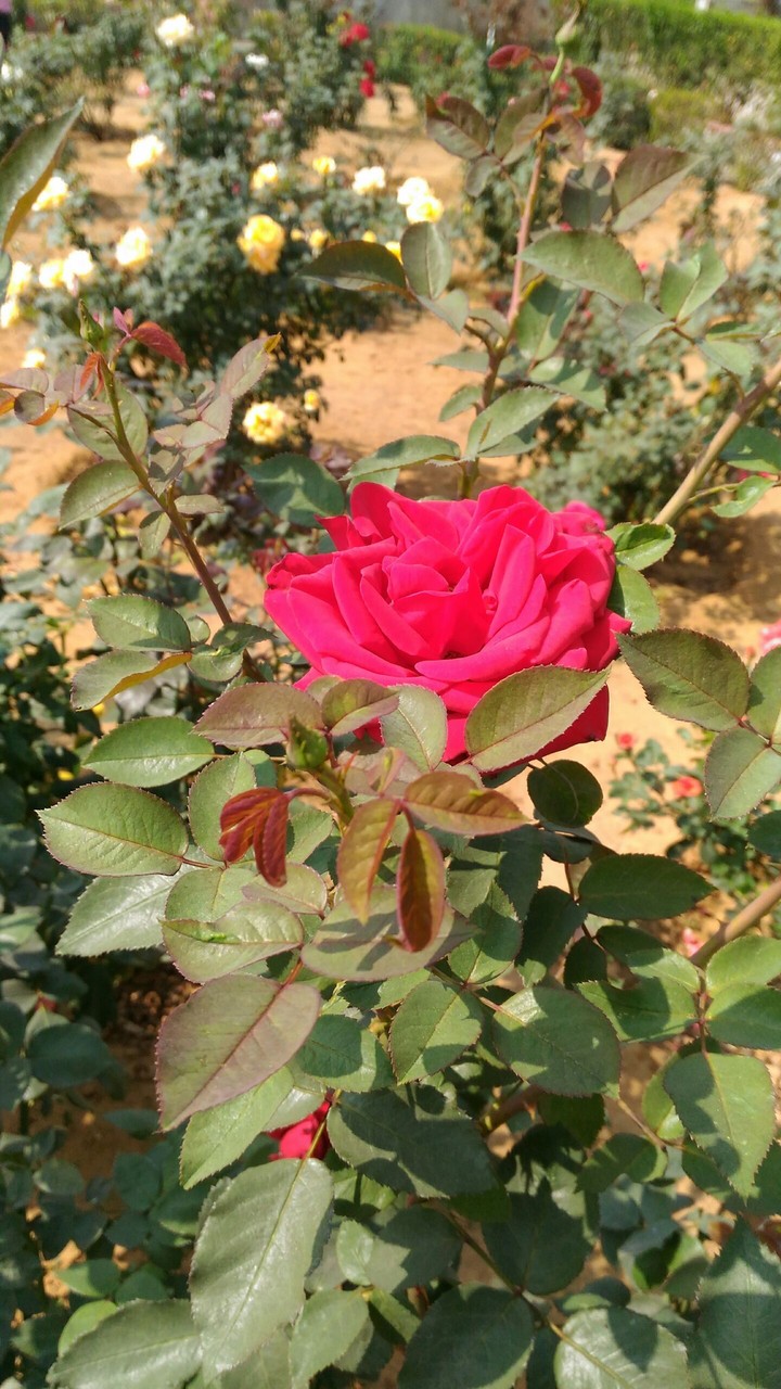 Rose