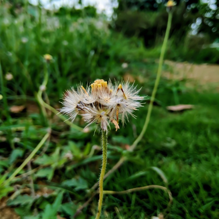 Flower