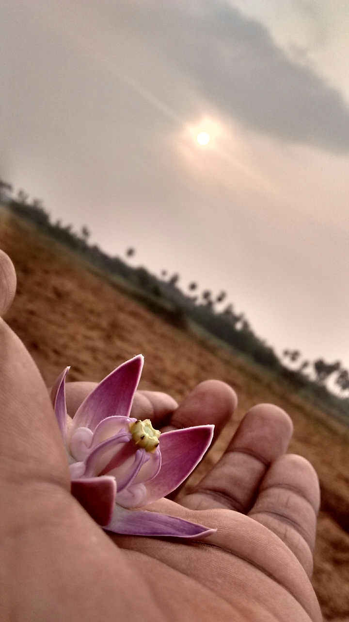flower in hand