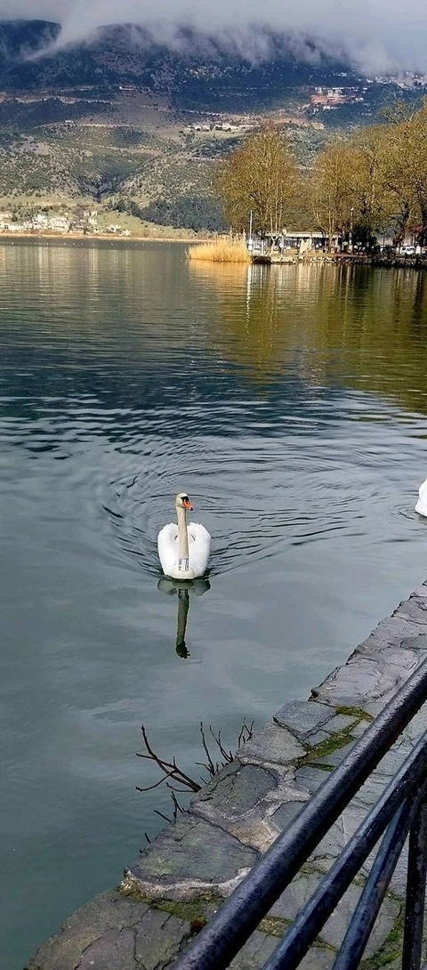 тапети bird, ducks