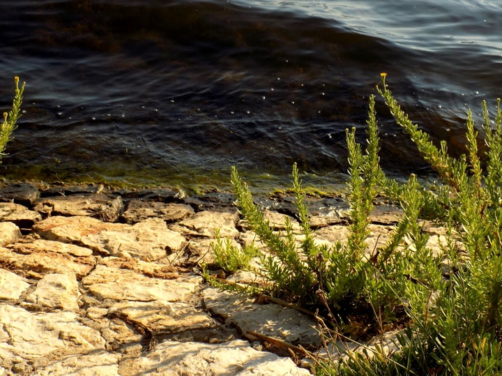 Fogliano’s lake