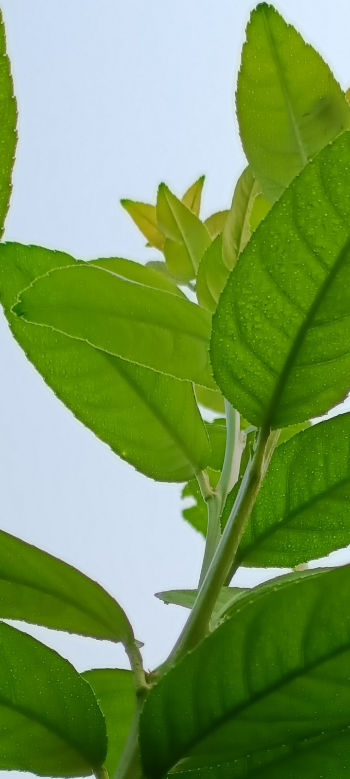 leaf