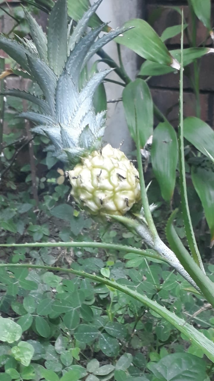 piña de jardin