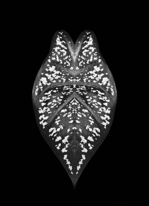 Black and white