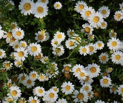 fonds d'écran plants, feverfew