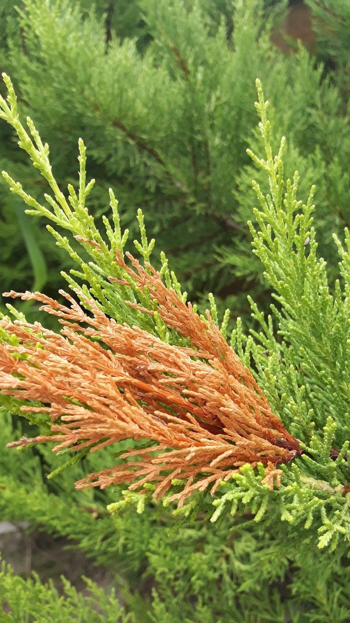 orange vs green