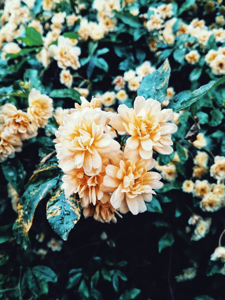 spring flowers