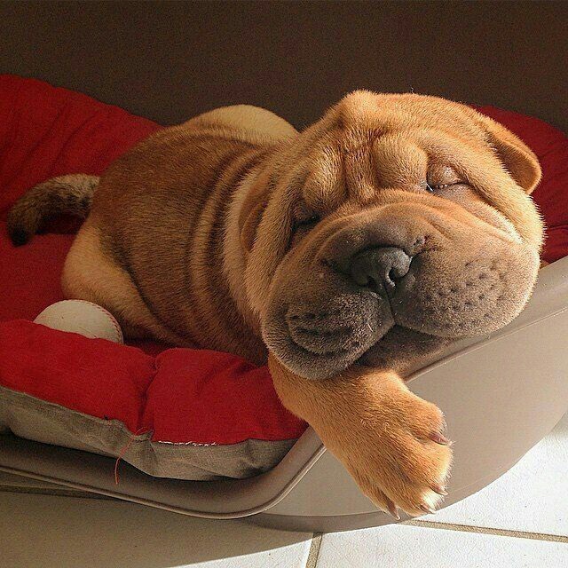 Zzzzzzzzzz✨✨✨