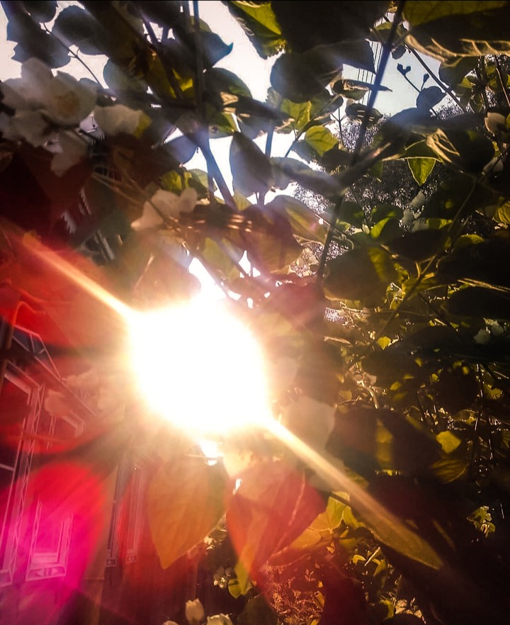 ♡sun♤