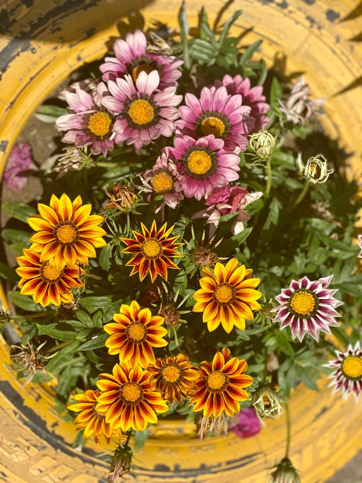 flowers