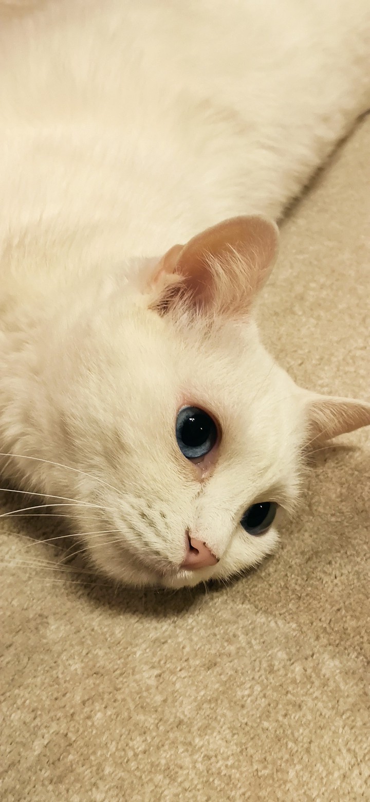 Cat Zilli