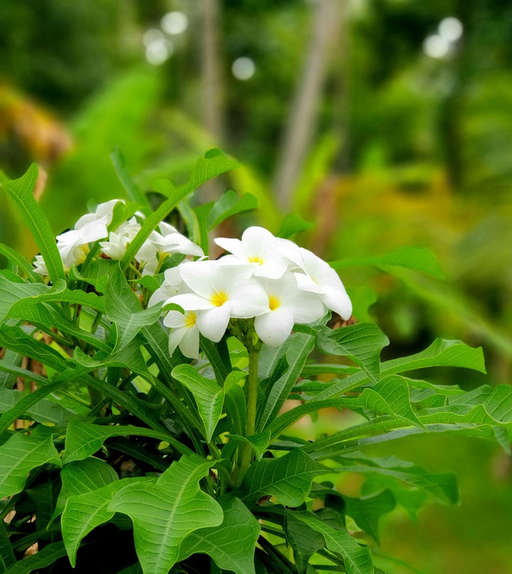 white flower