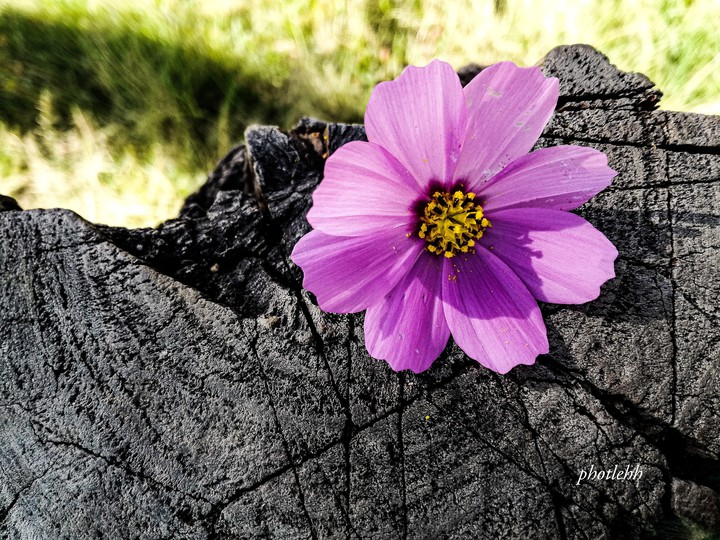 Flores