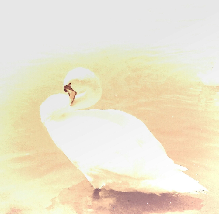 swan