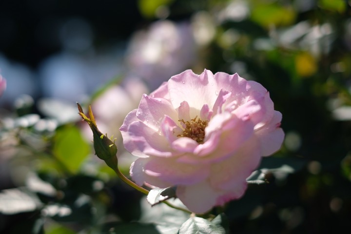 rose