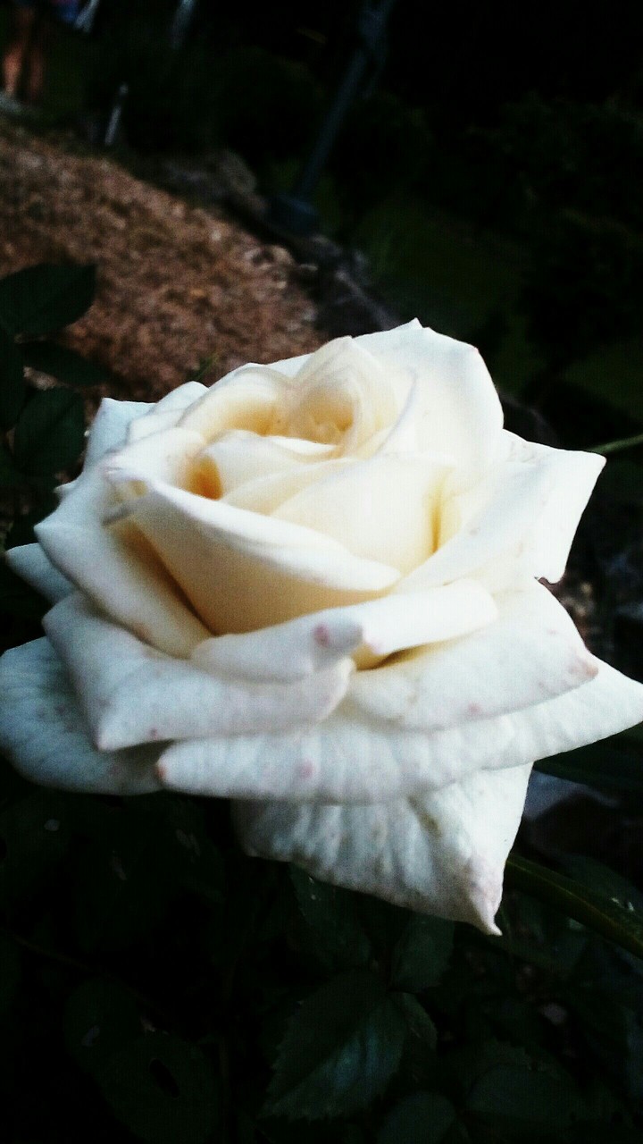 rose