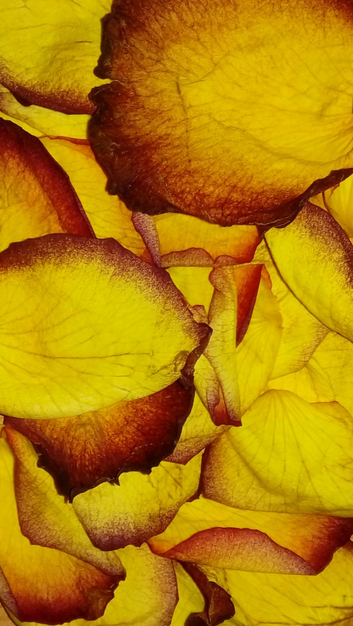 flores amarillas