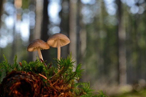 sfondi agaricaceae, fungus