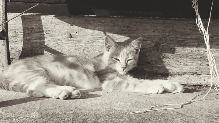simba