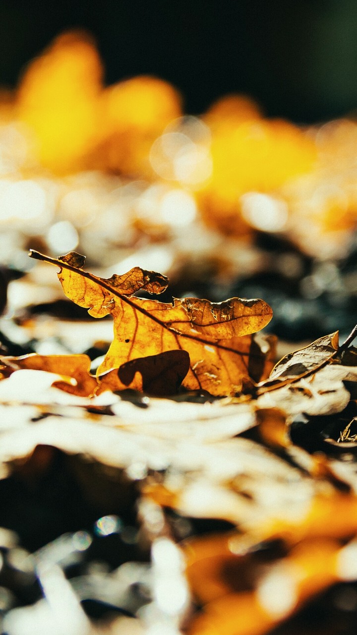 Autumn)