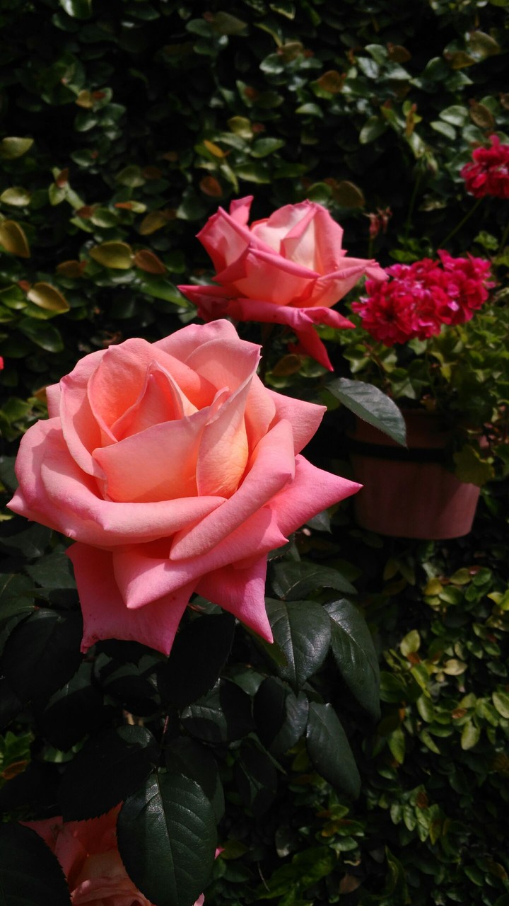 roses in grandma's garden