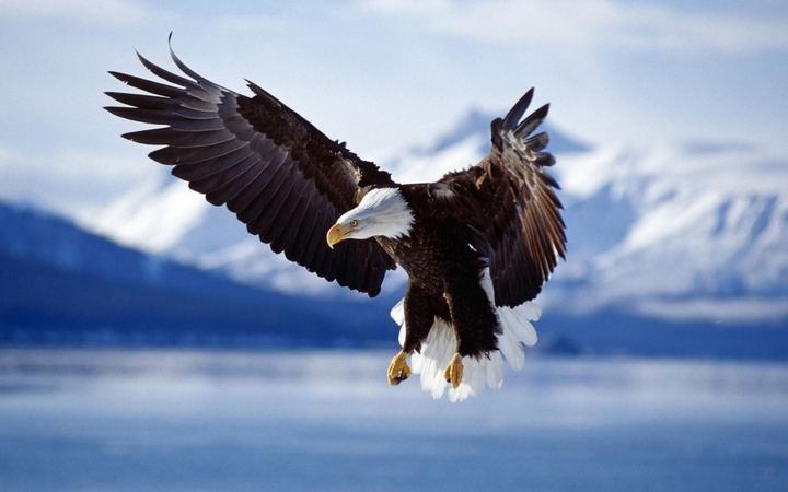 eagle ?