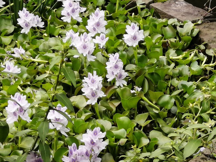 植物園