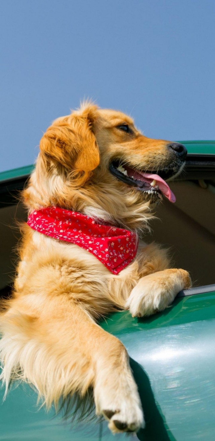 Dog