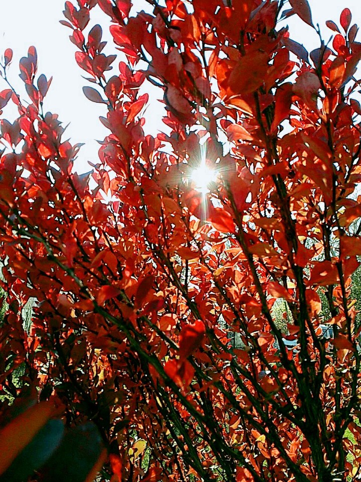 autumn <3