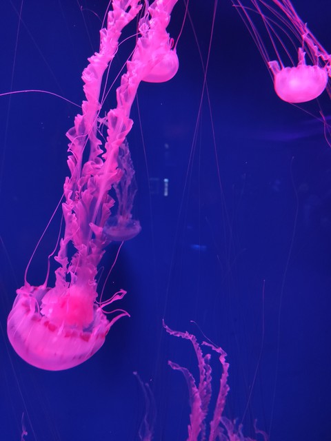 jellyfish