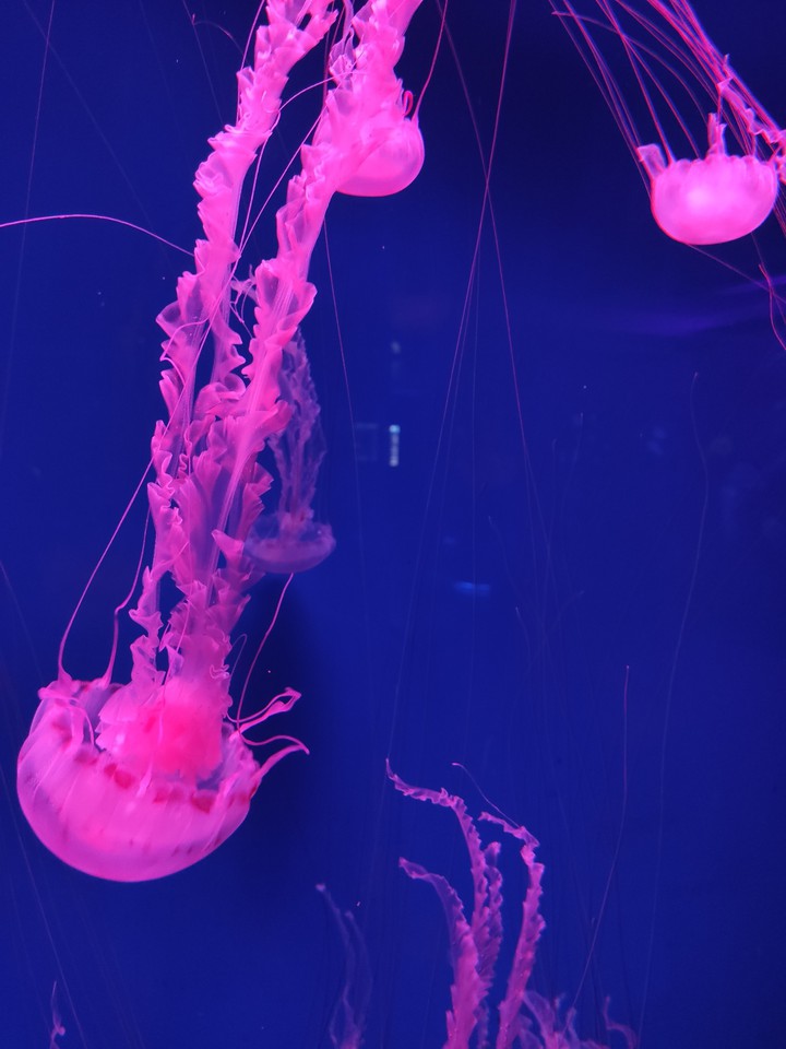 jellyfish