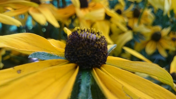 Sun flower