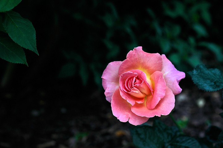 rose 9