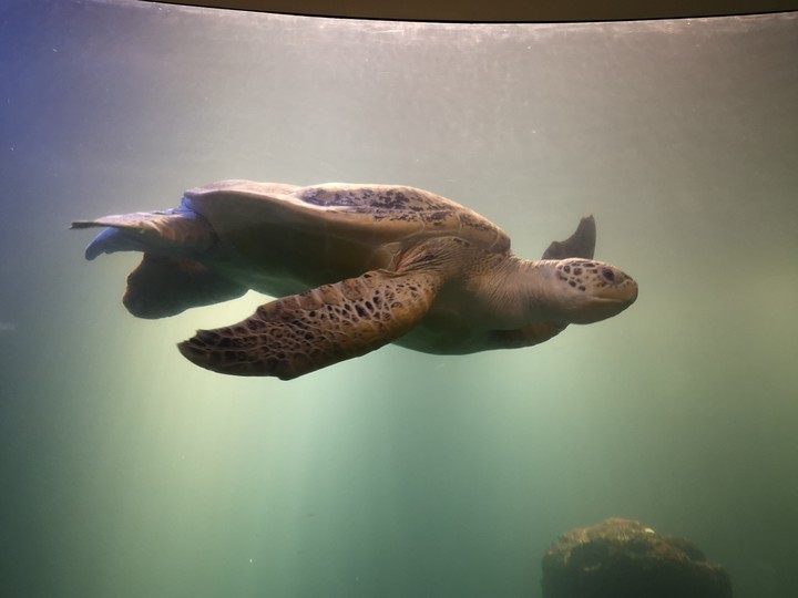 turtle under water
