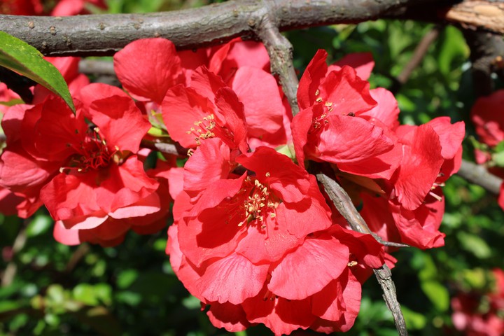 Flowers