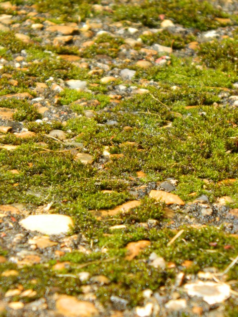 Follow along the mossy path.