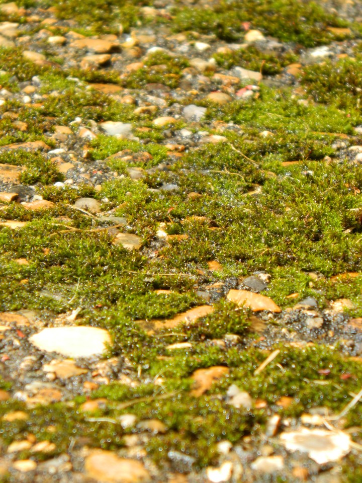 Follow along the mossy path.