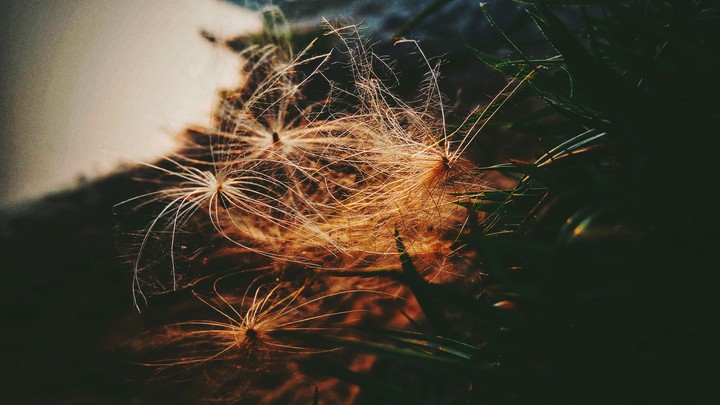 sunlight