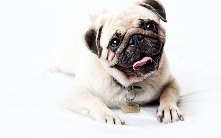 pug