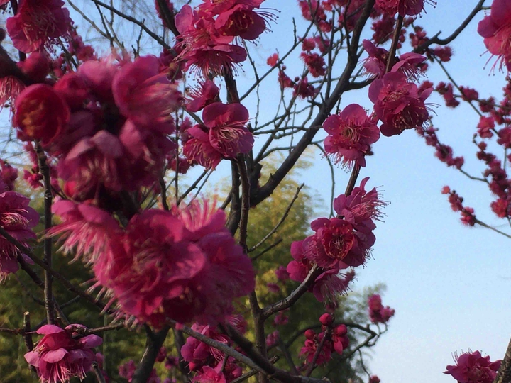 cherry blossom